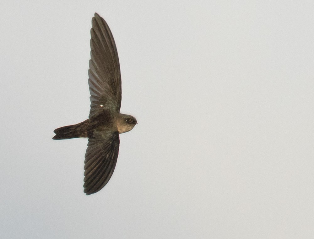 Uniform Swiftlet - Lars Petersson | My World of Bird Photography