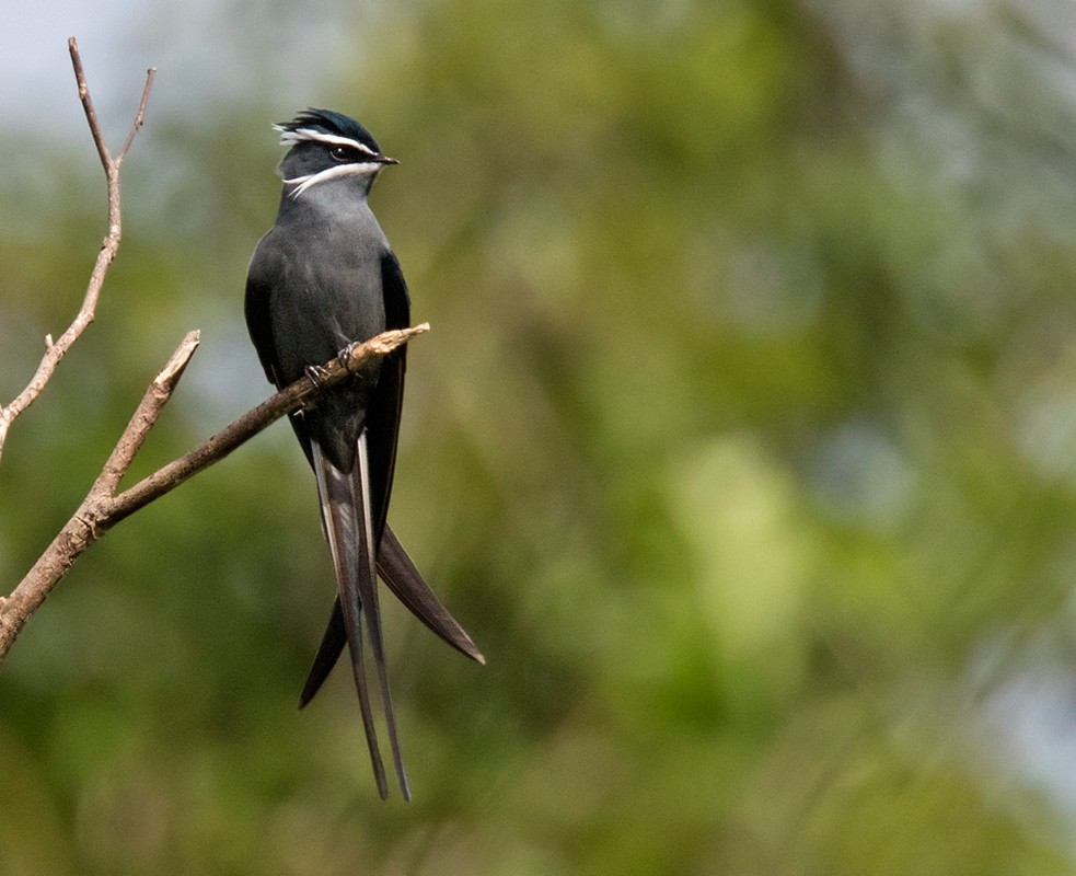 Moustached Treeswift - ML205903151