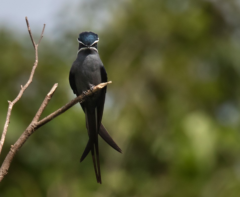 Moustached Treeswift - ML205903161