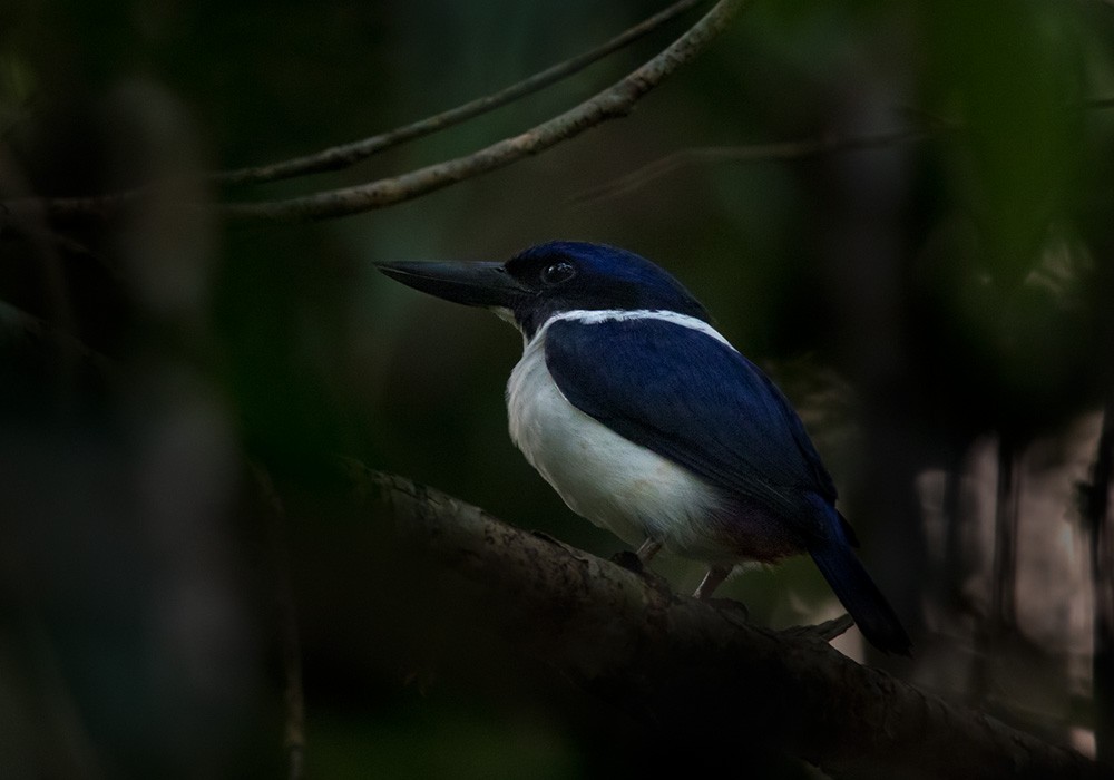 Ultramarine Kingfisher - ML205903171