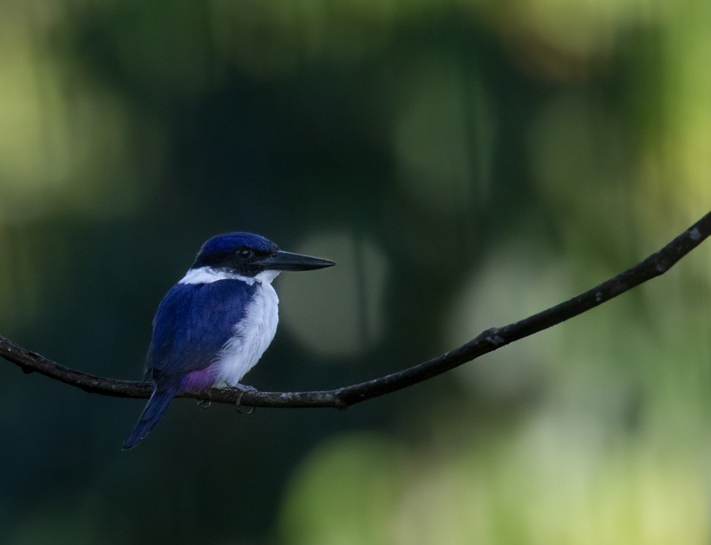 Ultramarine Kingfisher - Lars Petersson | My World of Bird Photography