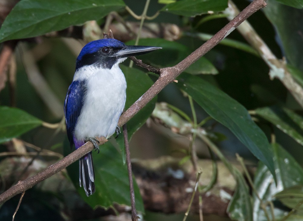 Ultramarine Kingfisher - ML205903191