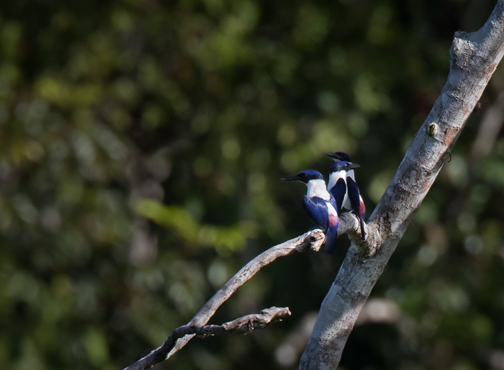 Ultramarine Kingfisher - ML205903201