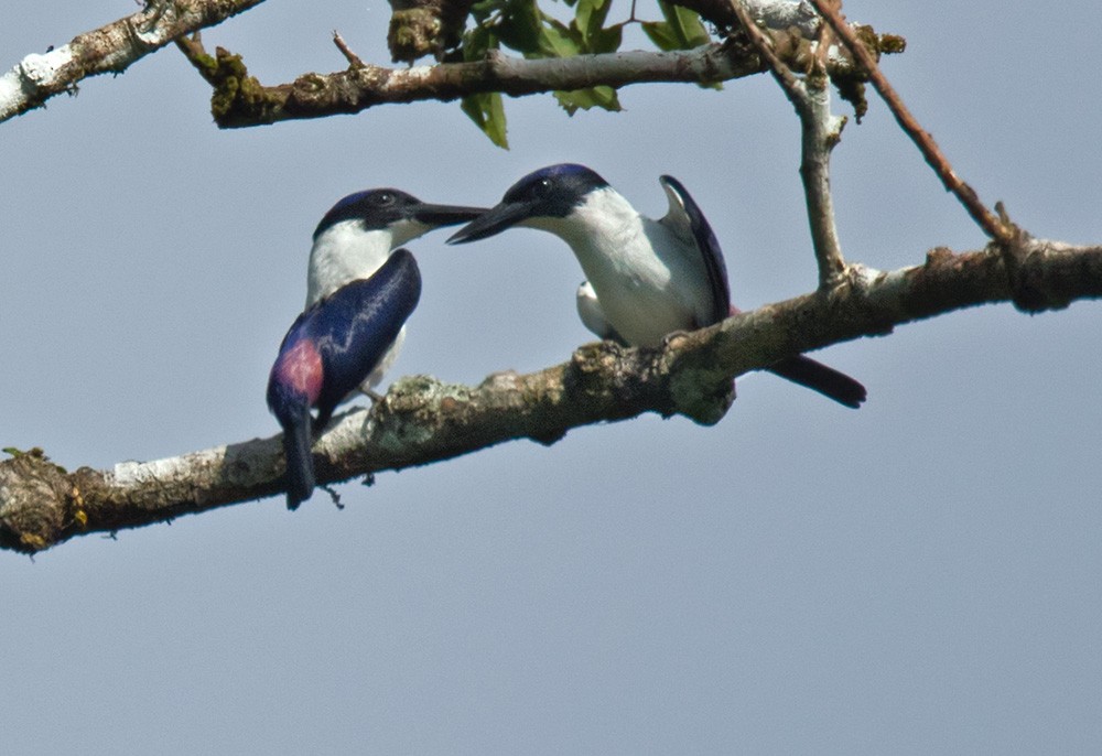 Ultramarine Kingfisher - ML205903211