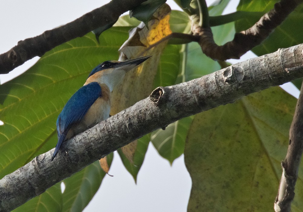 Pacific Kingfisher (Solomons) - ML205903251