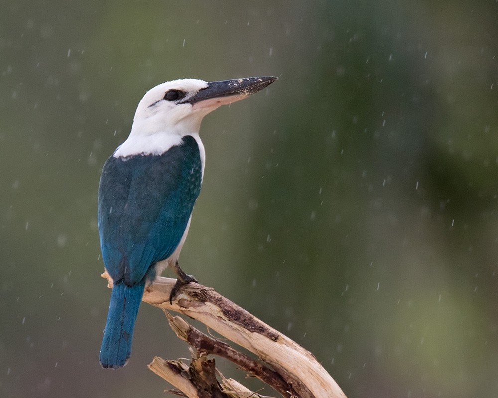 Beach Kingfisher (Beach) - Lars Petersson | My World of Bird Photography