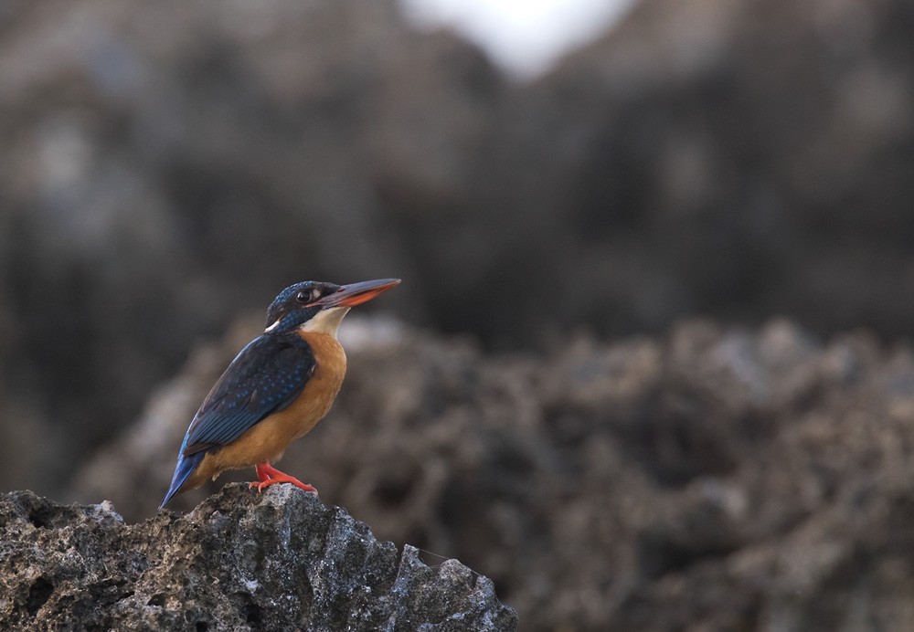 Common Kingfisher (Cobalt-eared) - ML205903341