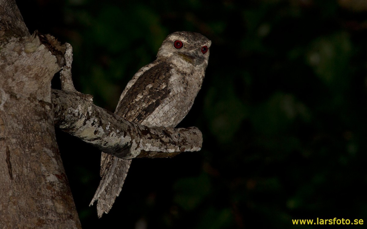 Papuan Frogmouth - ML205903541