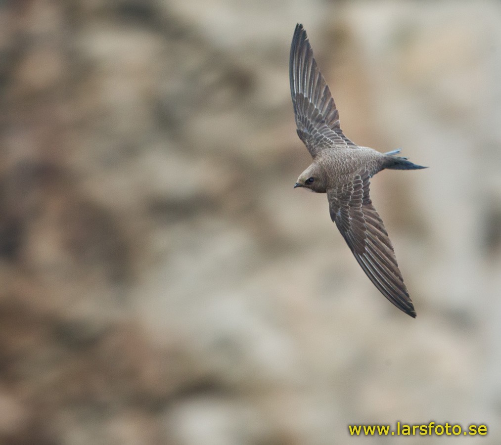 Alpine Swift - ML205903631