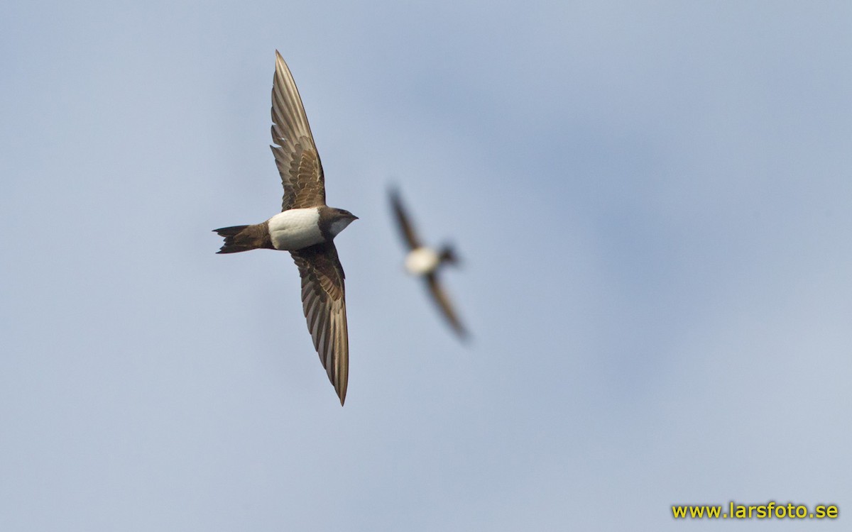 Alpine Swift - ML205903651