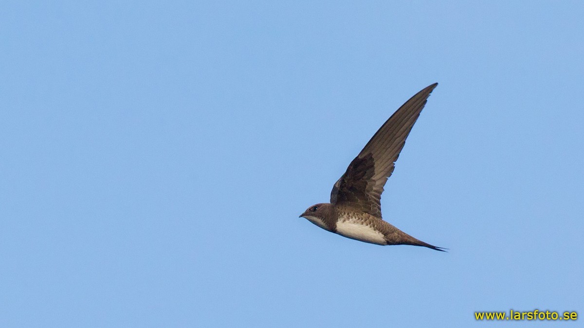 Alpine Swift - ML205903681