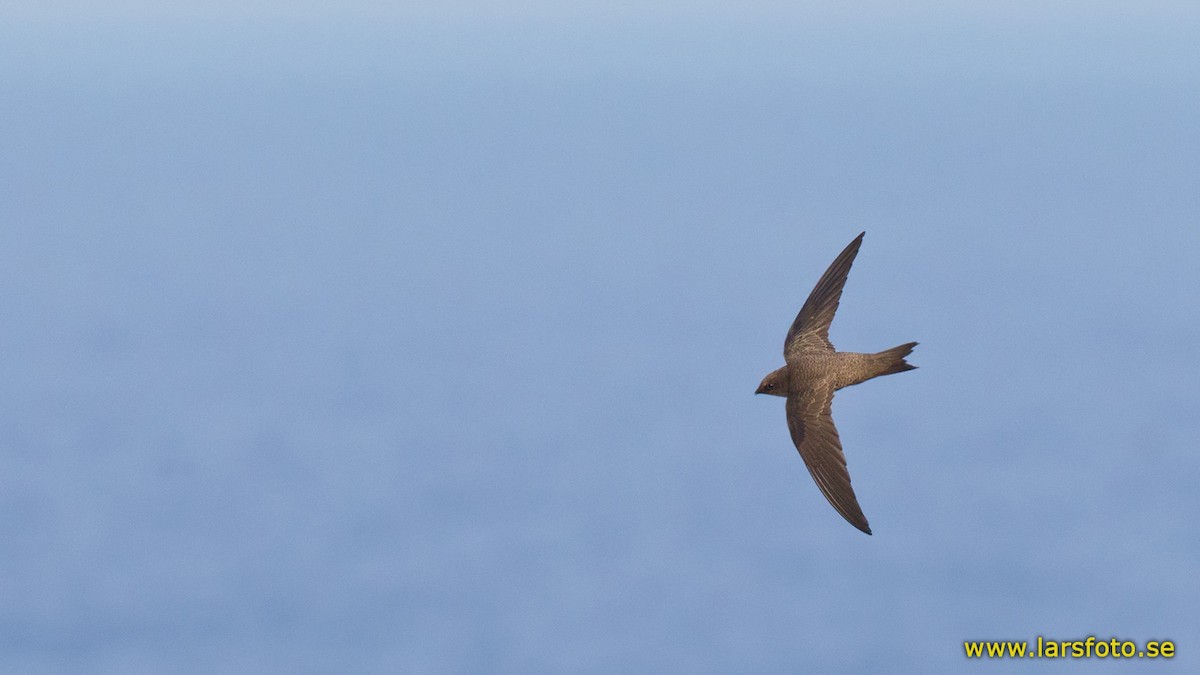 Alpine Swift - ML205903701