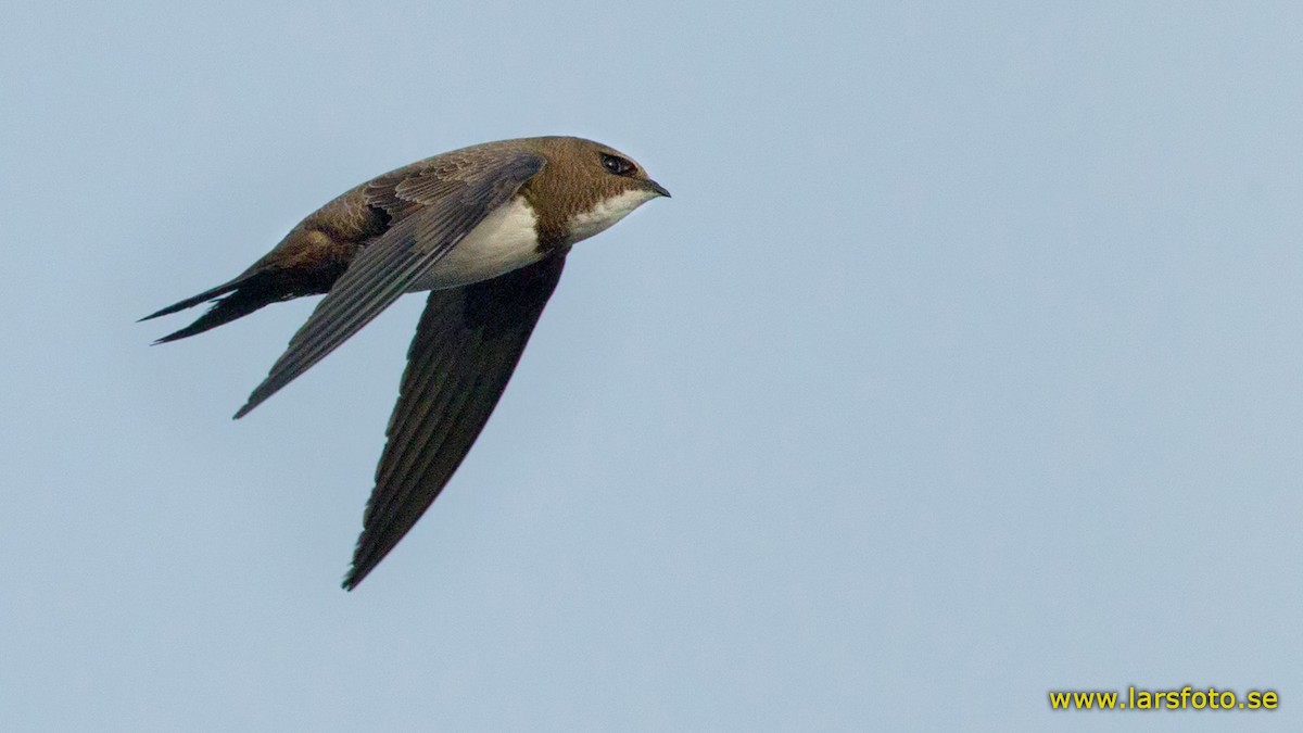 Alpine Swift - ML205903711