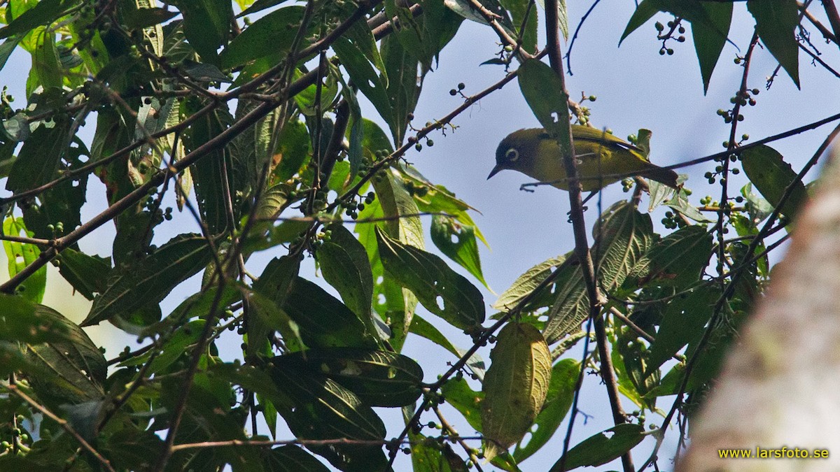 Capped White-eye (Capped) - ML205903871