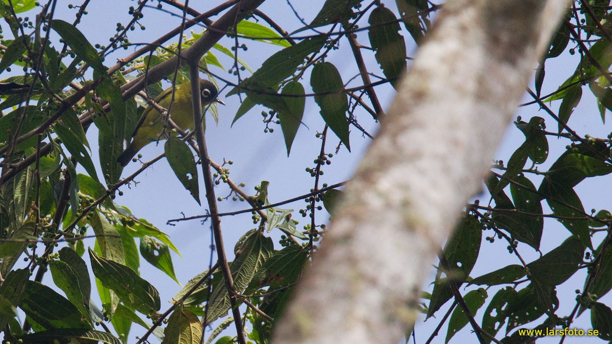 Capped White-eye (Capped) - ML205903881