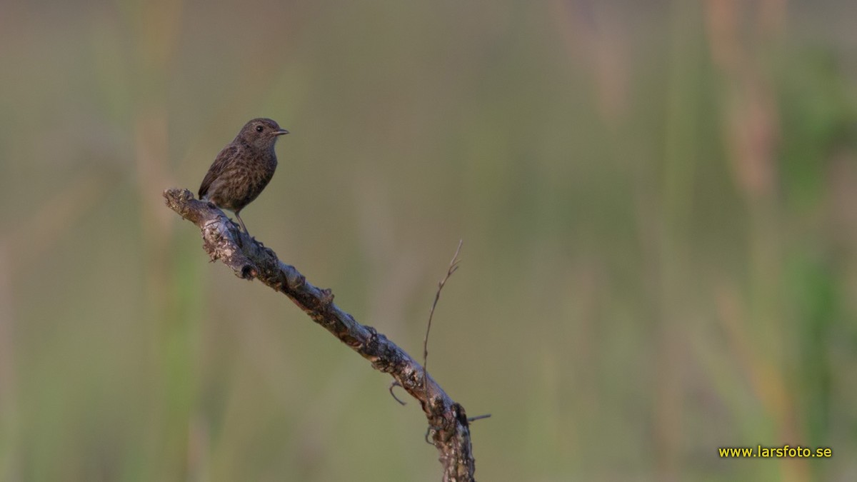 Pied Bushchat - ML205903971