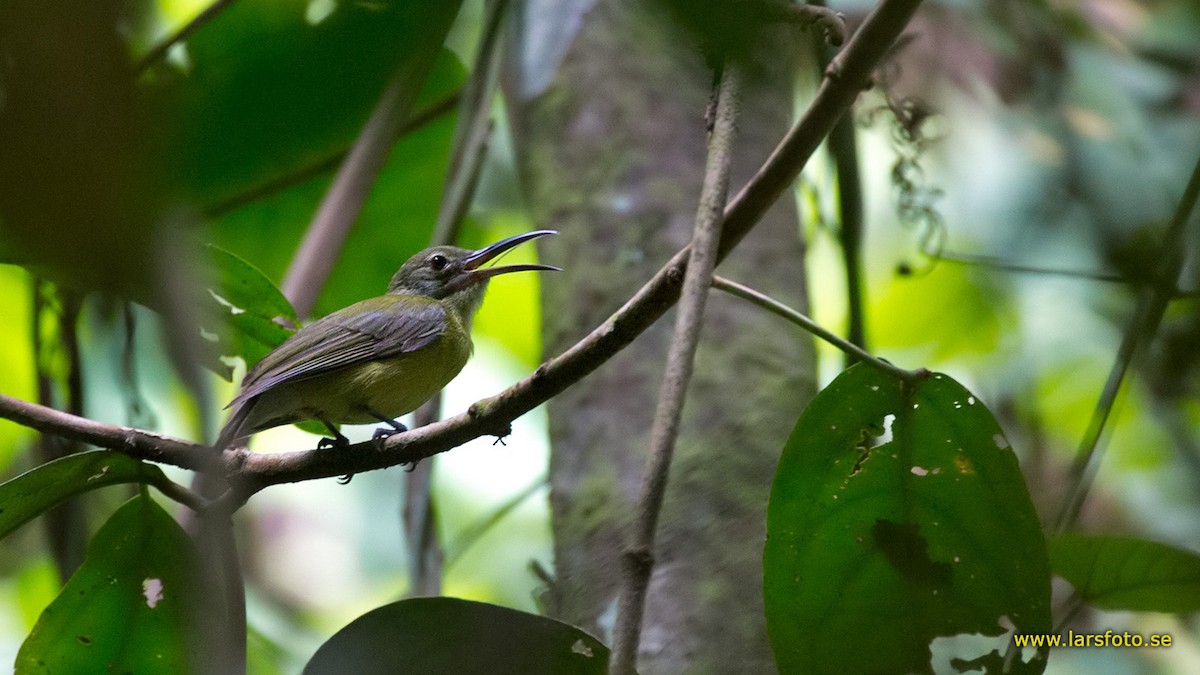 Yellow-bellied Longbill - Lars Petersson | My World of Bird Photography