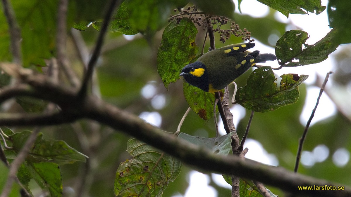 Tit Berrypecker - Lars Petersson | My World of Bird Photography