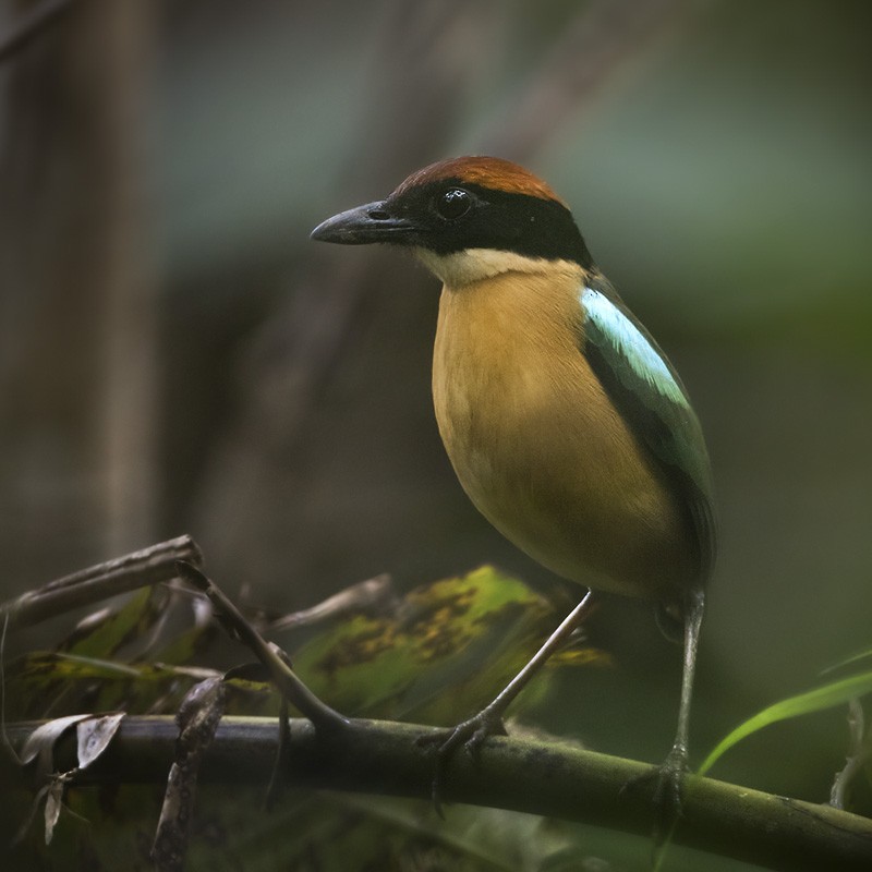 Black-faced Pitta - Lars Petersson | My World of Bird Photography
