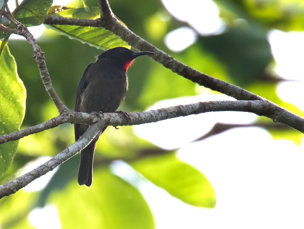 Yellow-vented Myzomela - Lars Petersson | My World of Bird Photography