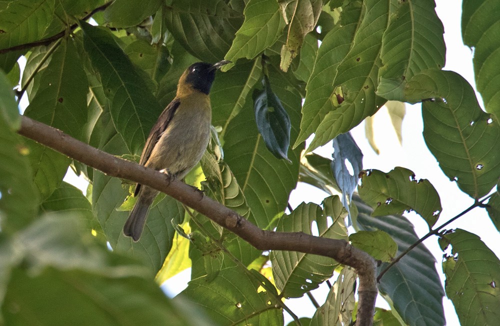 Black-headed Myzomela - ML205904281