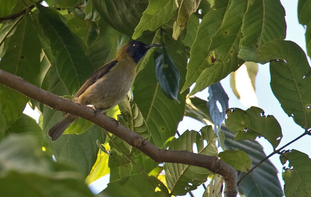 Black-headed Myzomela - ML205904291