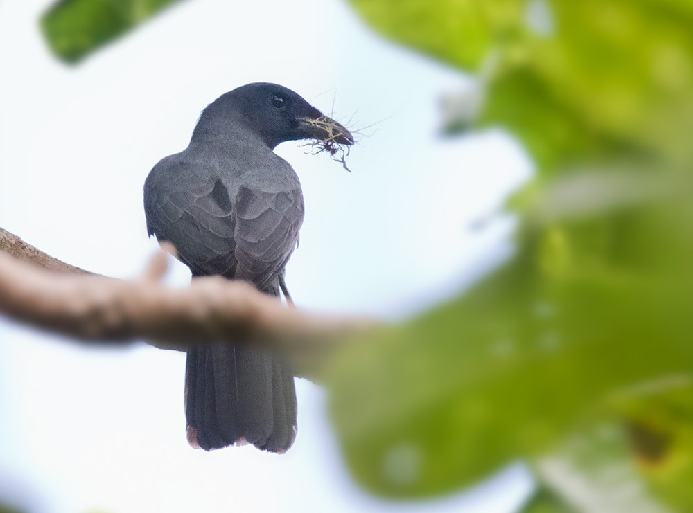 North Melanesian Cuckooshrike - ML205904331