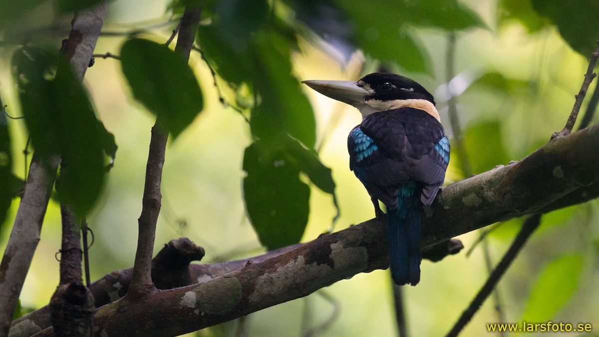 Rufous-bellied Kookaburra - ML205904401