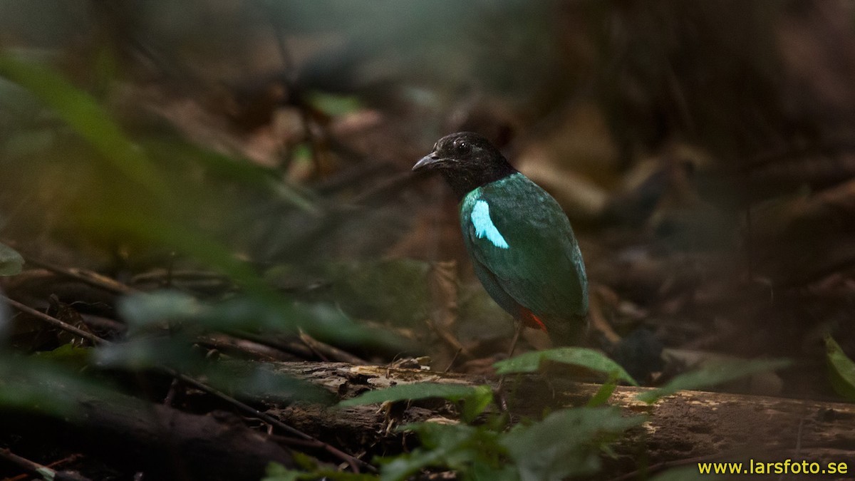 Eastern Hooded Pitta (Papuan) - ML205904551