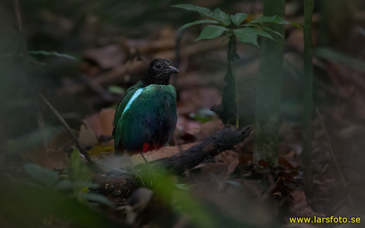 Eastern Hooded Pitta (Papuan) - ML205904561