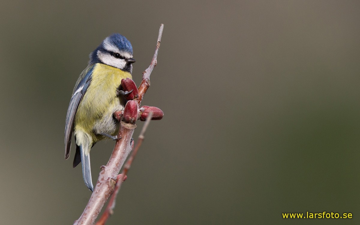 Eurasian Blue Tit - ML205904621