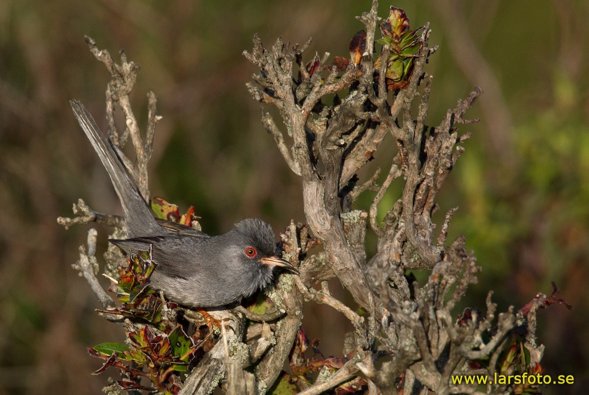 Marmora's Warbler - ML205904741