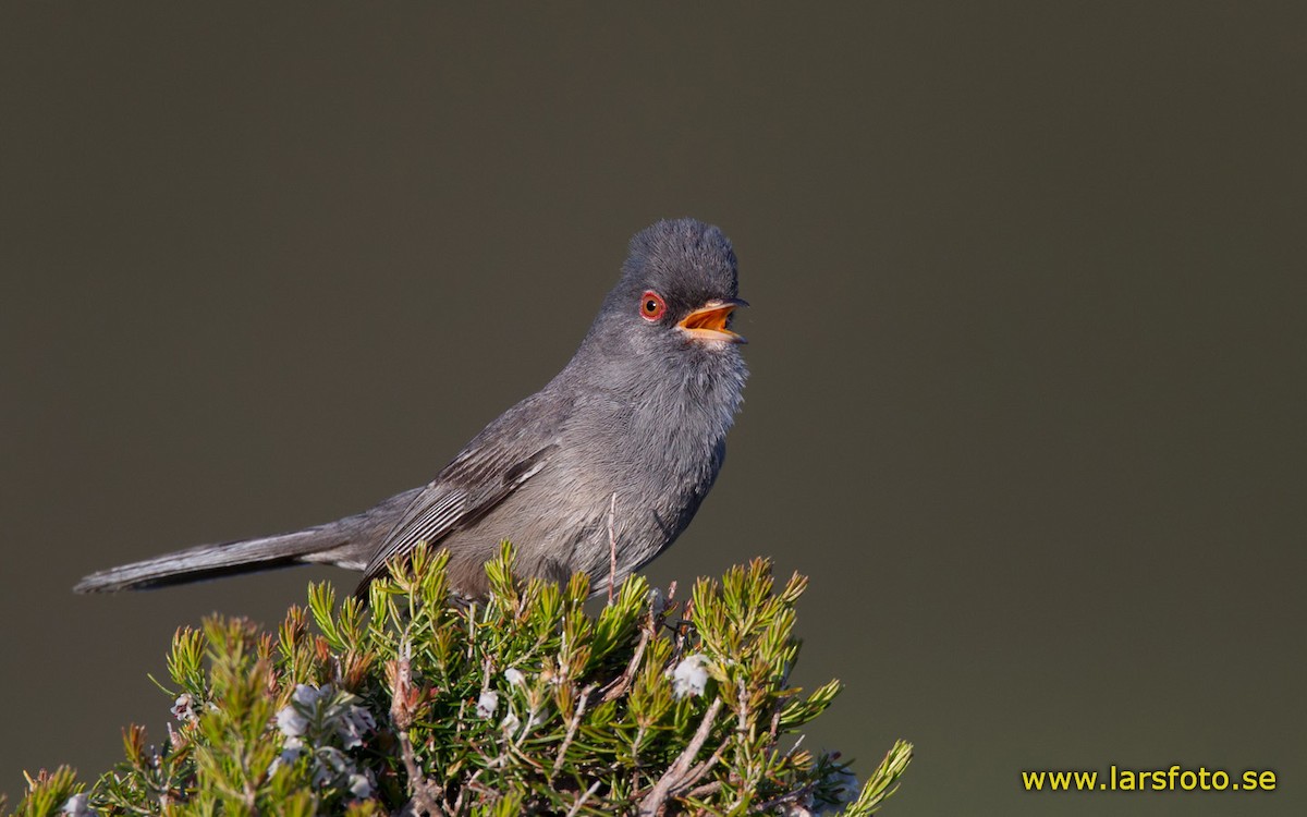 Marmora's Warbler - ML205904751