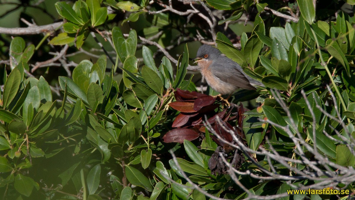 Moltoni's Warbler - Lars Petersson | My World of Bird Photography