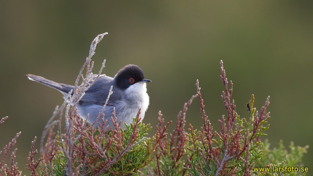 Curruca Cabecinegra - ML205904801