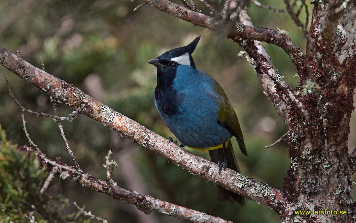 Western Crested Berrypecker - ML205904891