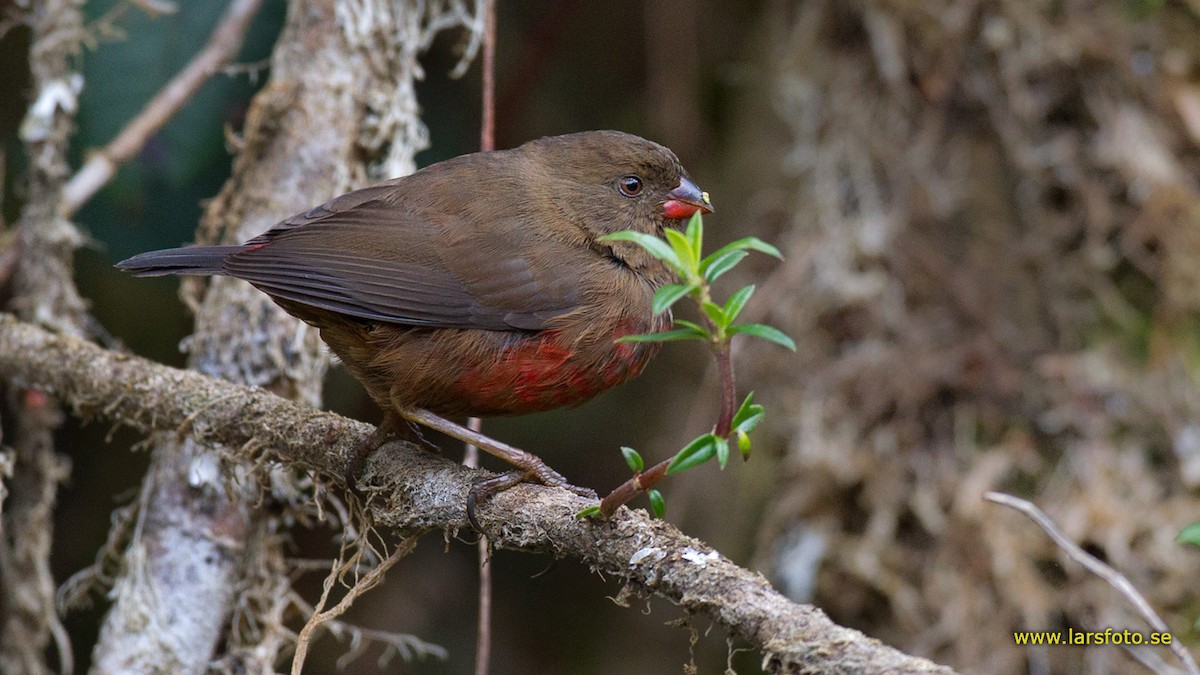 Mountain Firetail - ML205905101