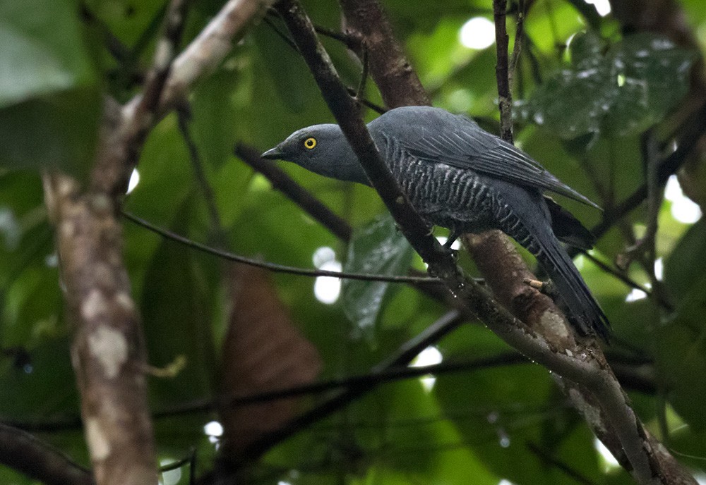 Barred Cuckooshrike - ML205905131