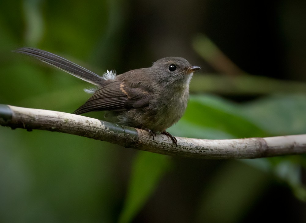 Rennell Fantail - Lars Petersson | My World of Bird Photography