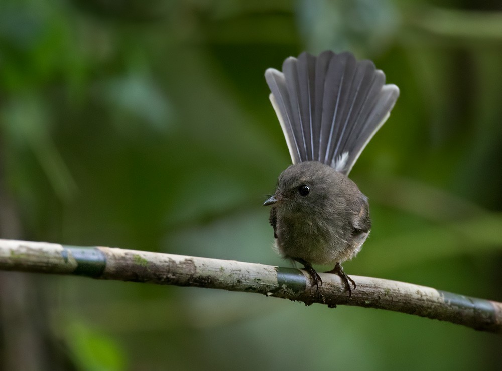 Rennell Fantail - Lars Petersson | My World of Bird Photography