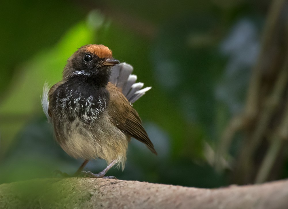 Solomons Rufous Fantail (Dark-throated) - ML205905291