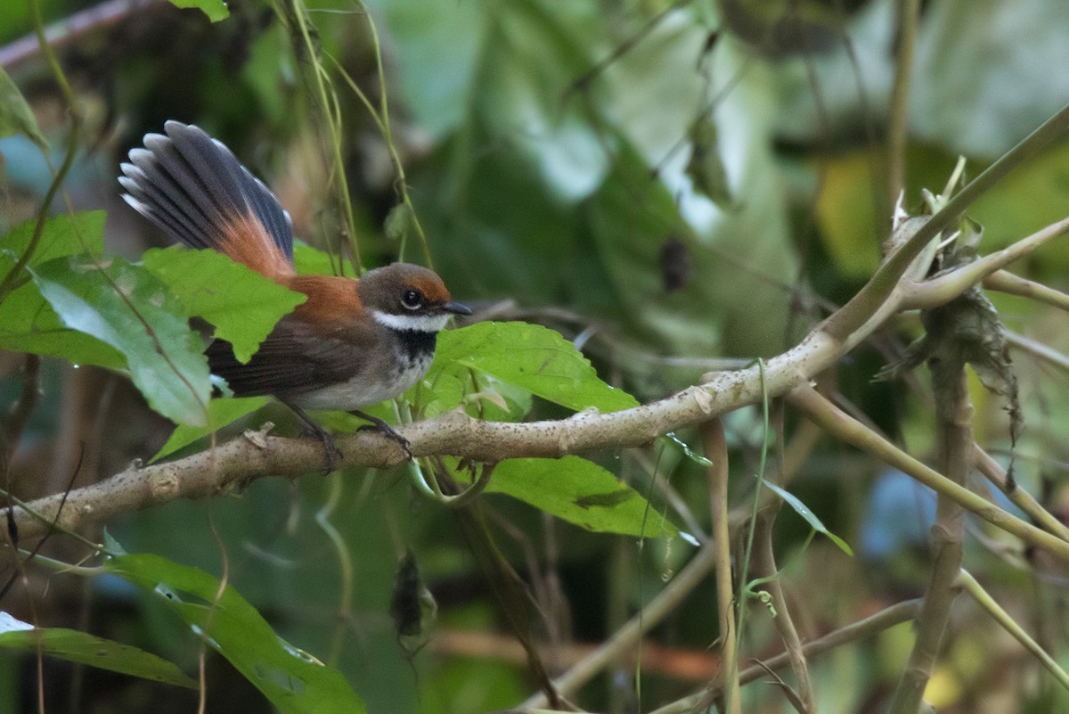 Solomons Rufous Fantail (Rufous-backed) - ML205905301