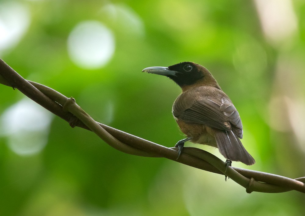 Rennell Shrikebill - Lars Petersson | My World of Bird Photography