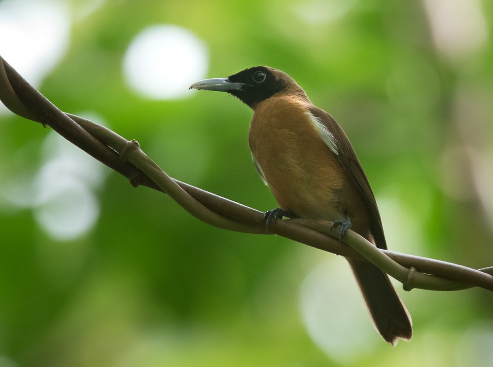 Rennell Shrikebill - Lars Petersson | My World of Bird Photography