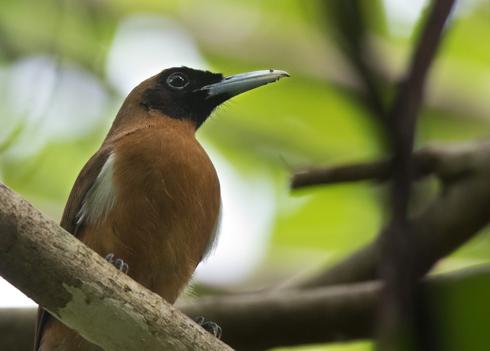 Rennell Shrikebill - Lars Petersson | My World of Bird Photography