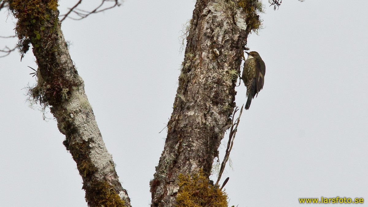 Papuan Treecreeper - Lars Petersson | My World of Bird Photography