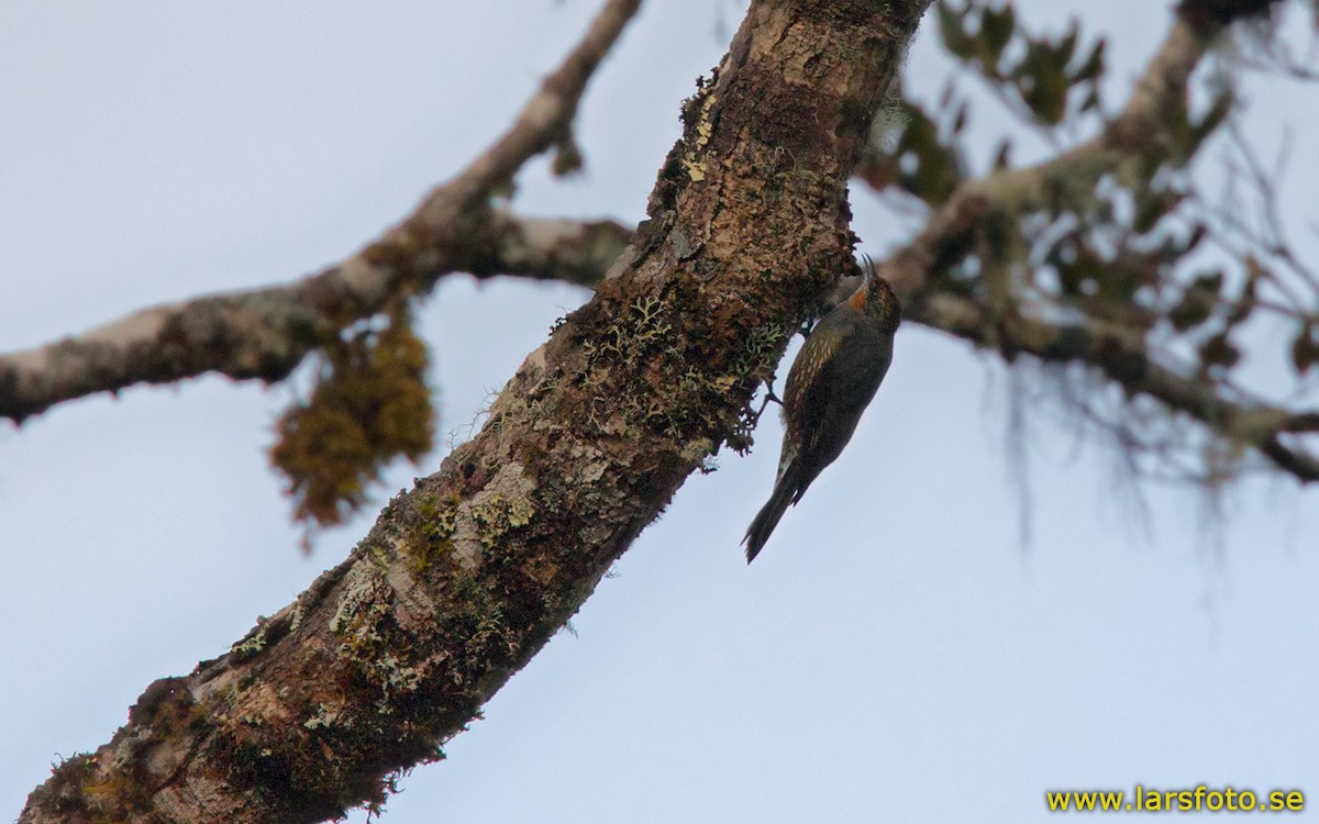 ML205905431 Papuan Treecreeper Macaulay Library