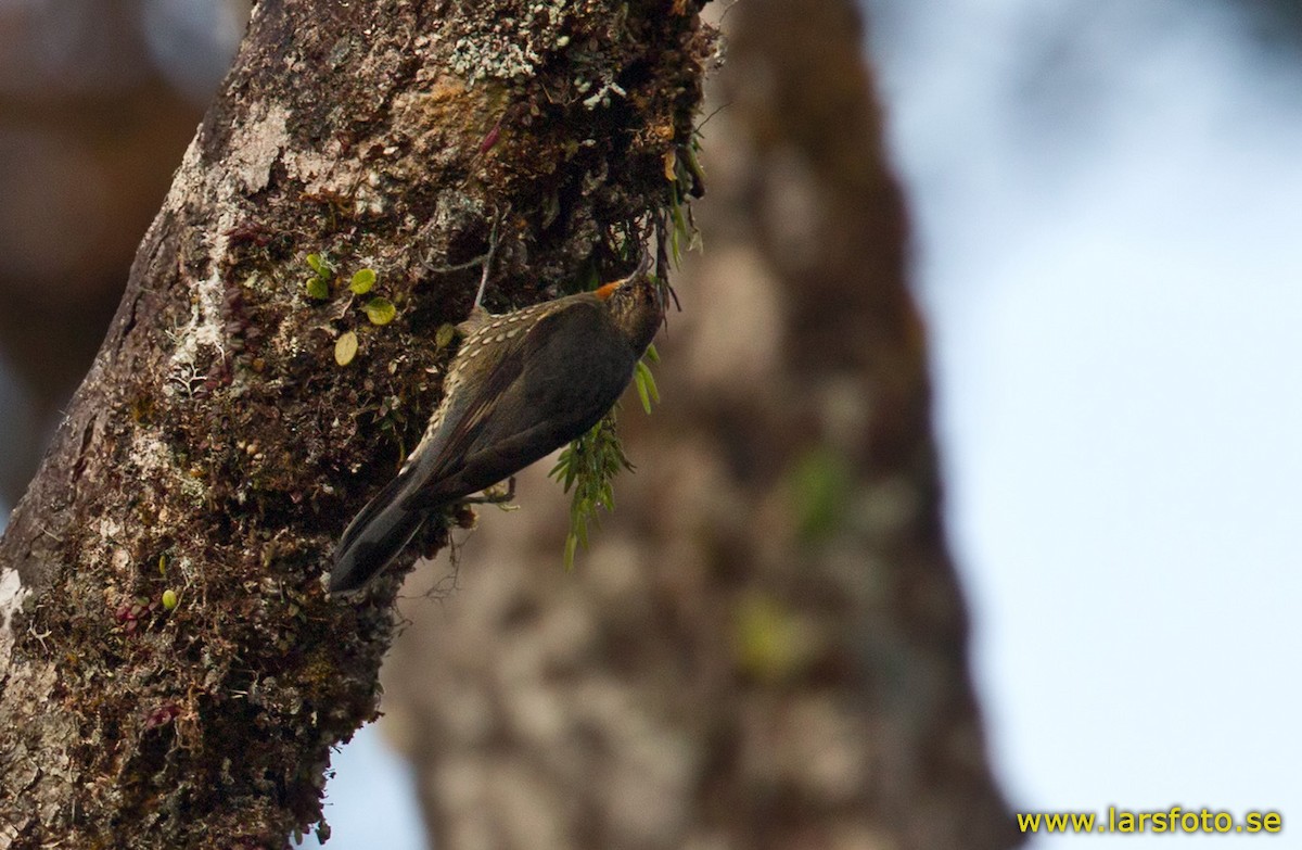 Papuan Treecreeper - Lars Petersson | My World of Bird Photography