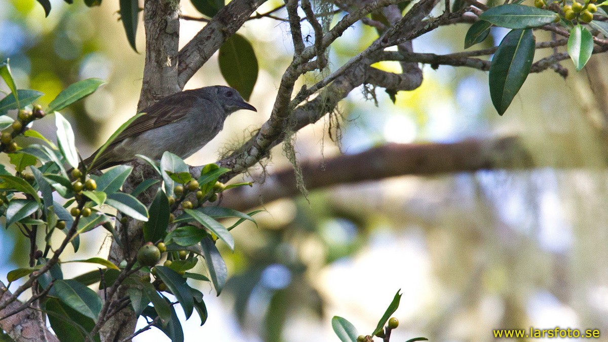 Marbled Honeyeater - ML205905521