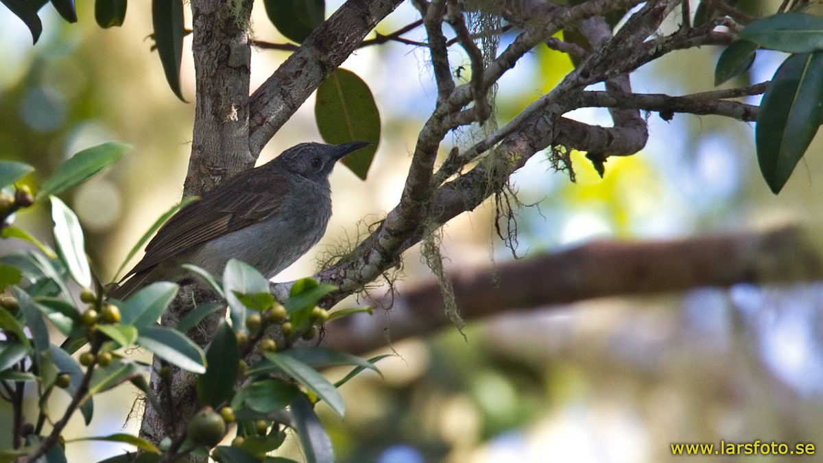 Marbled Honeyeater - ML205905531